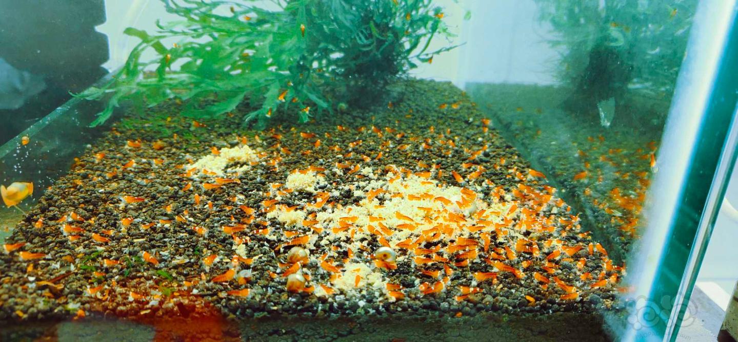 清缸处理些水晶虾-图1