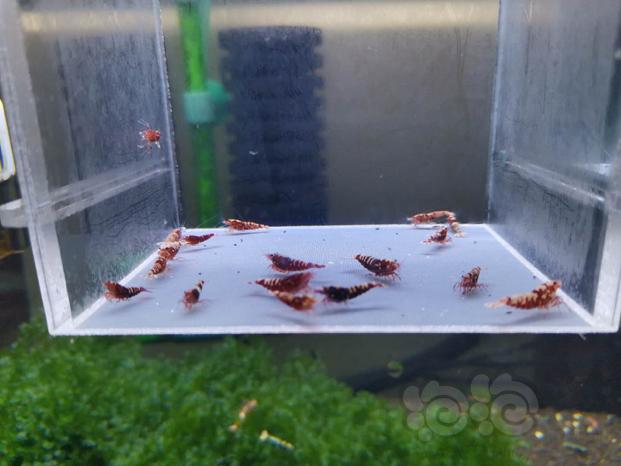 【虾】2020-05-18#RMB拍卖红银河一份-图2