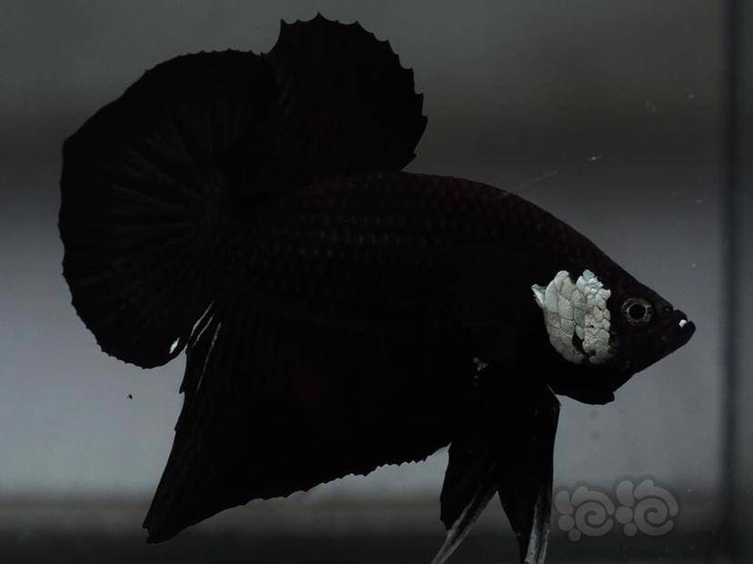 斗鱼白脸黑武士