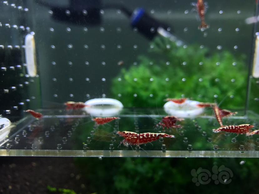 【虾】2020-05-06#RMB拍卖#银河水晶虾一份15只-图4