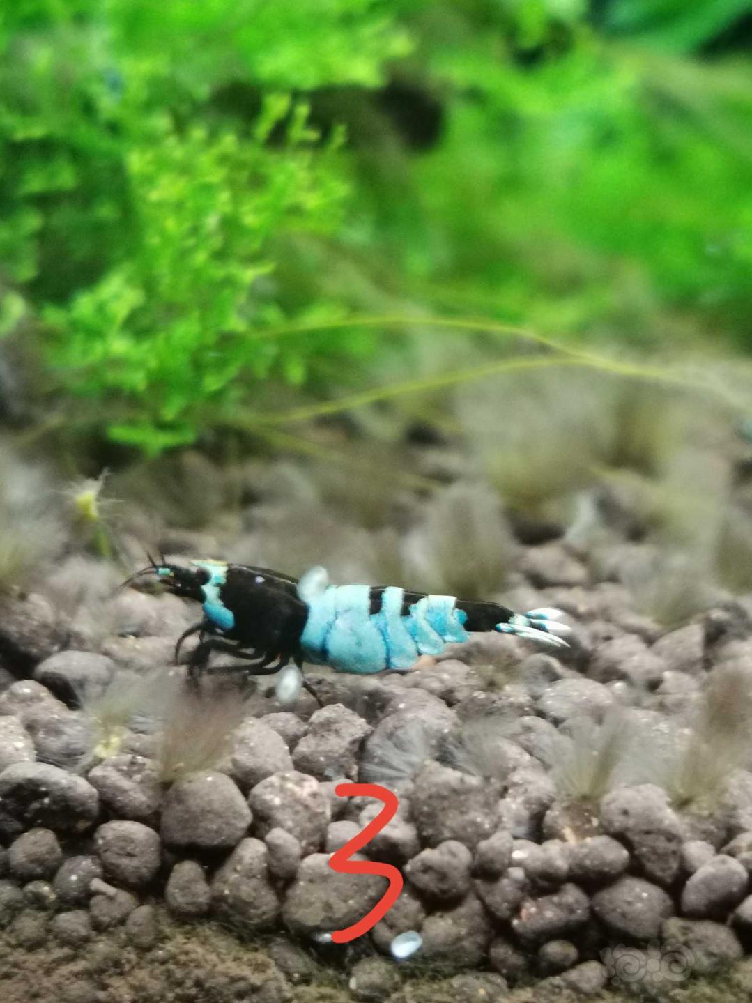 【虾】2020-05-13#RMB拍卖#蓝化黑金刚水晶虾1份4只-图6