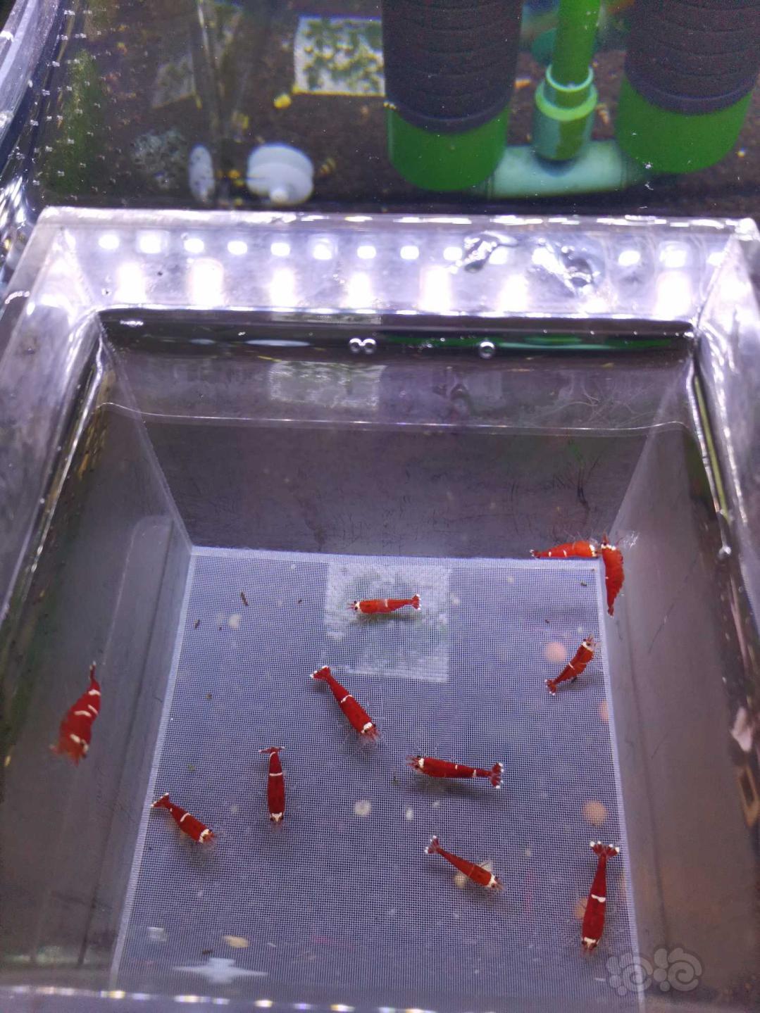 【虾】2020-05-02#RMB拍卖圣诞红全母水晶虾一份-图3