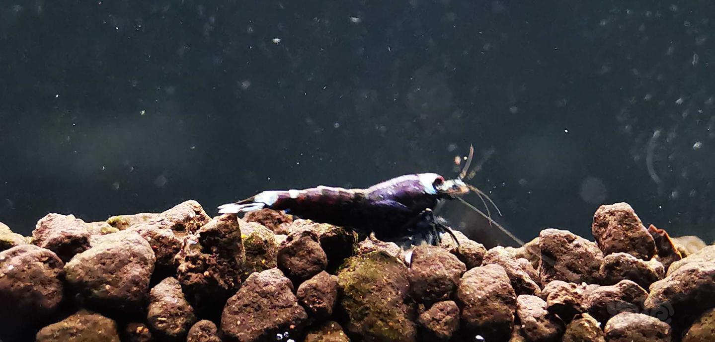 【虾】2020-05-16#RMB拍卖金属紫小虾三只-图2