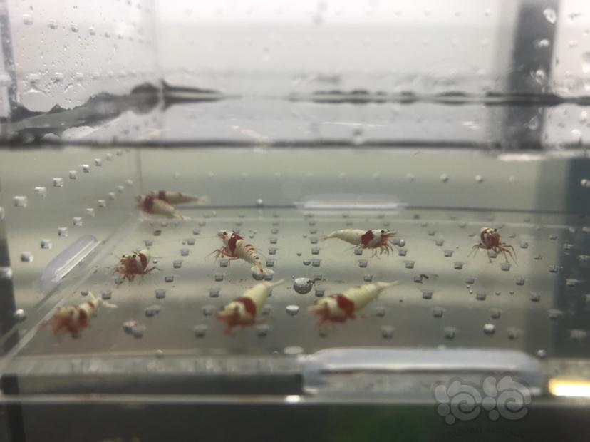 【虾】2020-05-19#RMB拍卖#红白水晶虾一份15只-图1