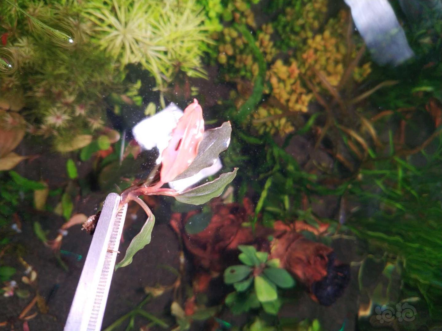 粉色叶子的水上野猪-图2