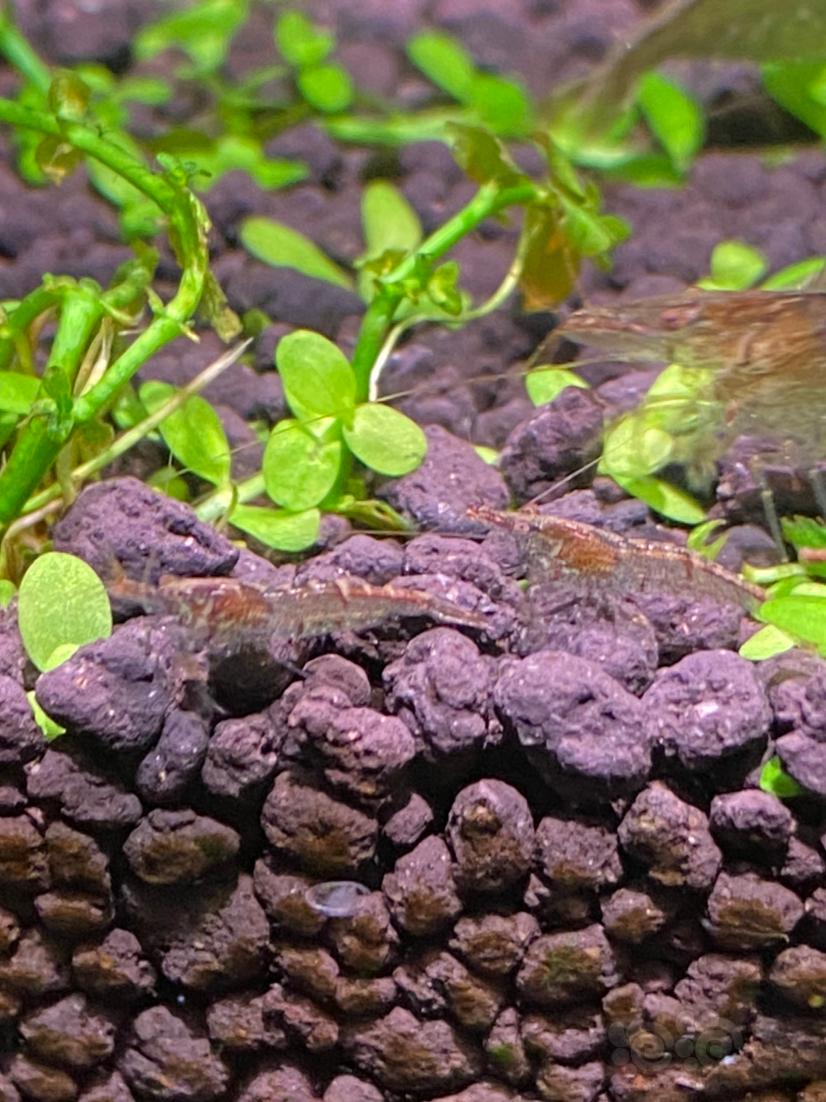 黑壳虾的繁殖能力不错-图3