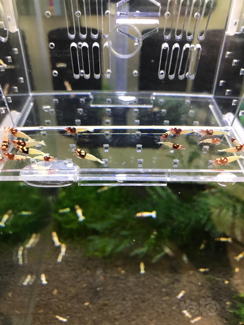 【虾】2020-05-01#RMB拍卖红洞头幼虾20只(一)-图4