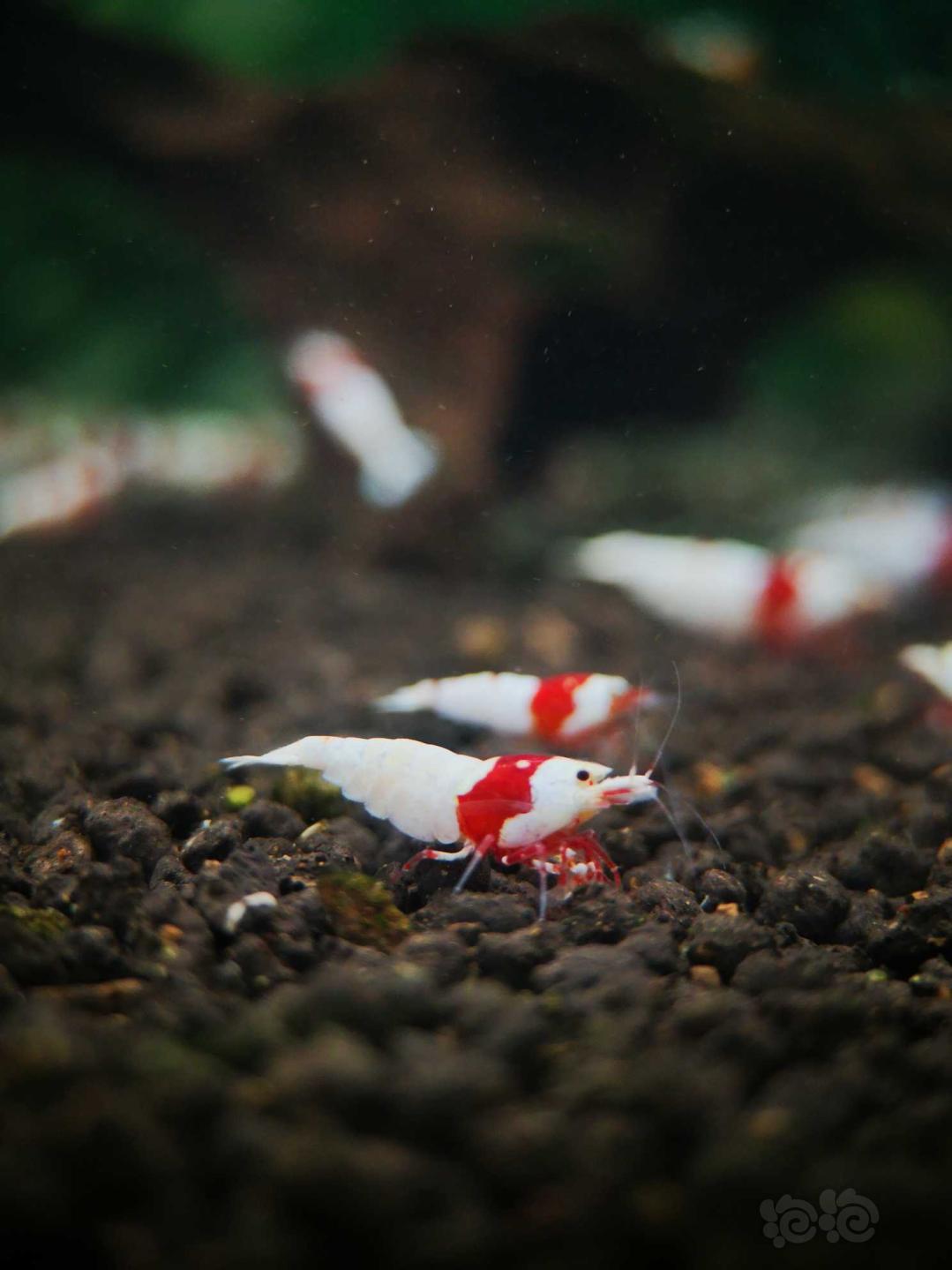 【虾】2020-5-6#RMB拍卖#红白水晶虾一份8只-图5