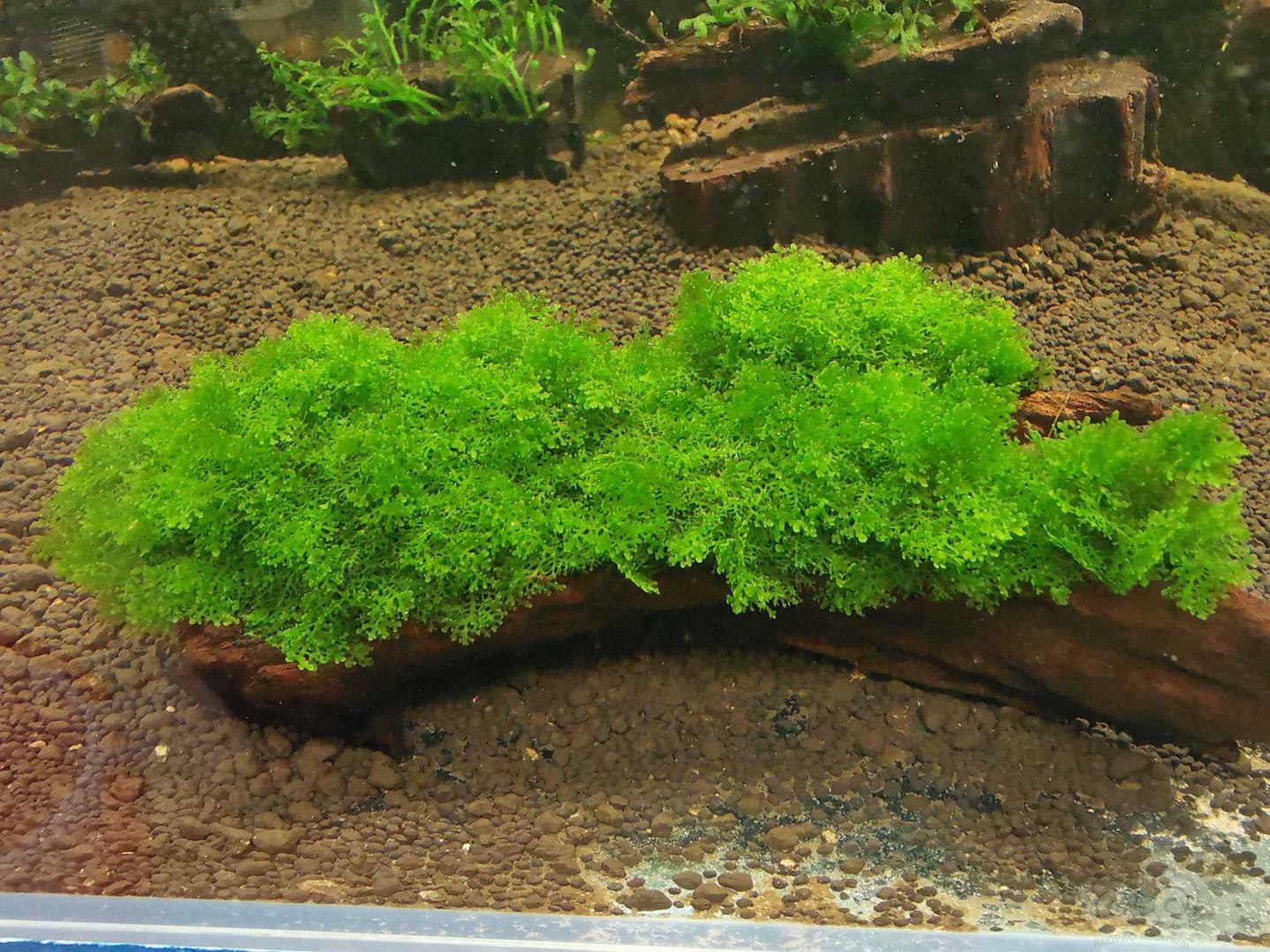 【用品】2020-05-06#RMB拍卖沉木定植迷你珊瑚摩丝1块-图1