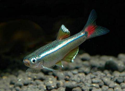 灯科鱼教大家如何养白云山特有种白云金丝鱼