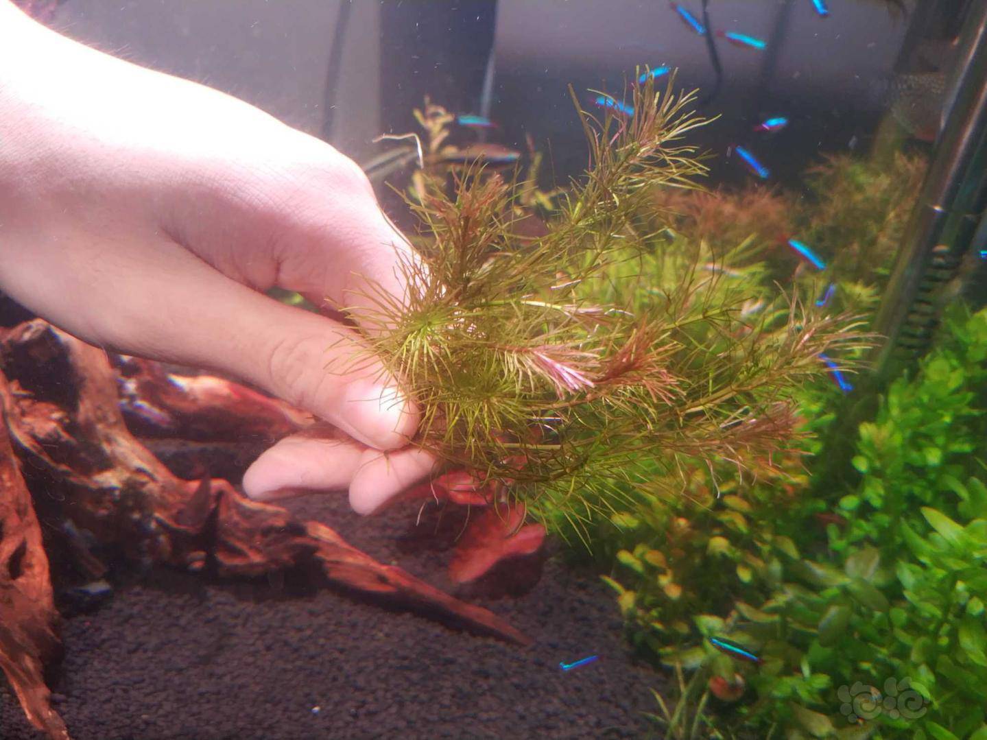 纸巾保湿袋泡沫箱冰袋包装.10.小水兰6棵9.细叶牛顿7棵8.