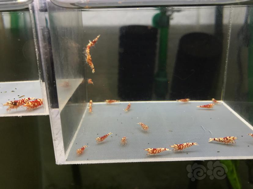 【虾】2020-05-25#RMB拍卖太极红花虎20只-图2