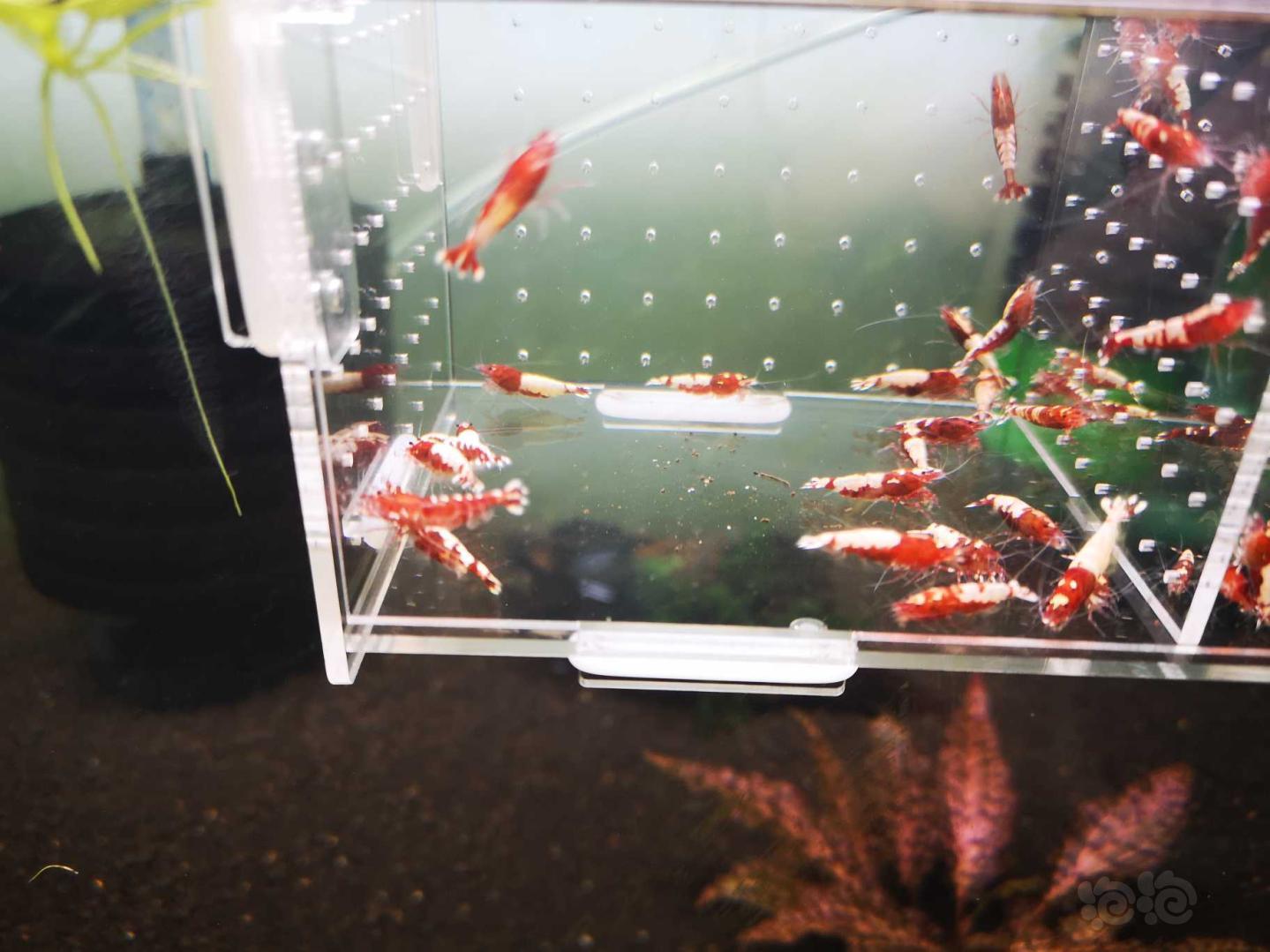 【虾】2020-5-3#RMB拍卖打废的红银河破烂25只母虾！-图8