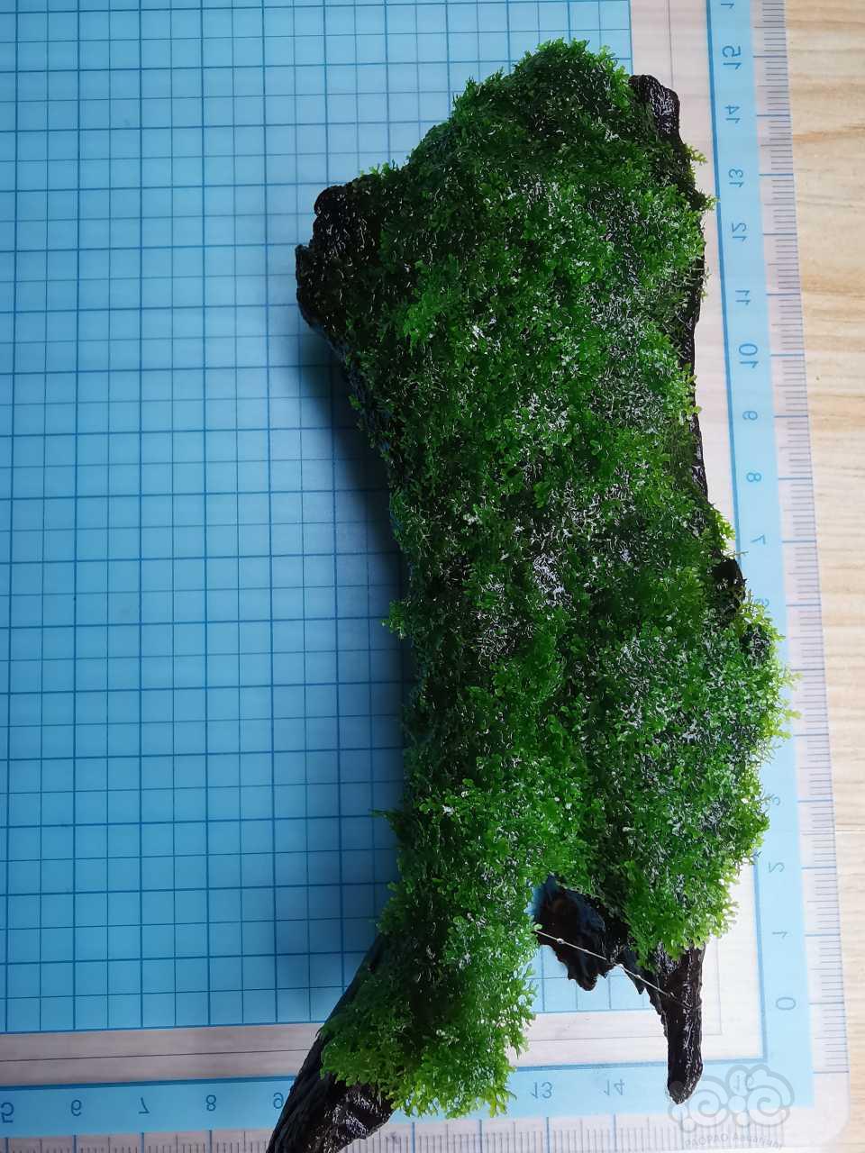 【用品】2020-05-06#RMB拍卖沉木定植迷你珊瑚摩丝1块-图9