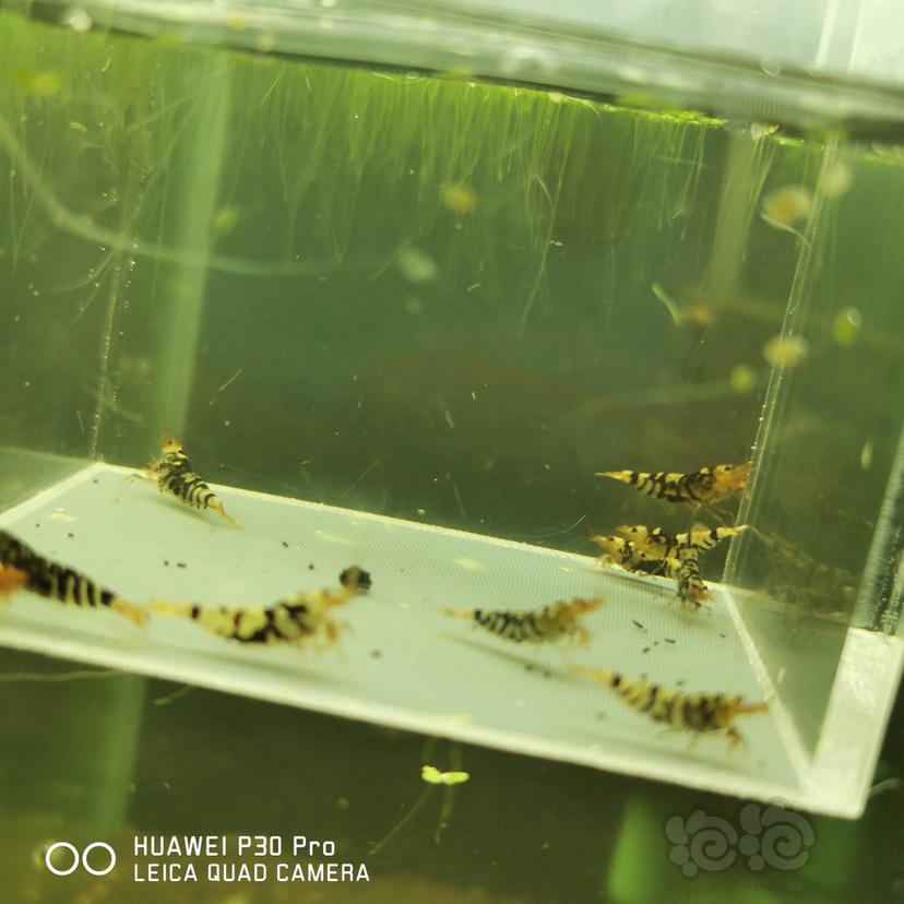 【虾】2020-05-17#RMB拍卖黑花虎10只-图3
