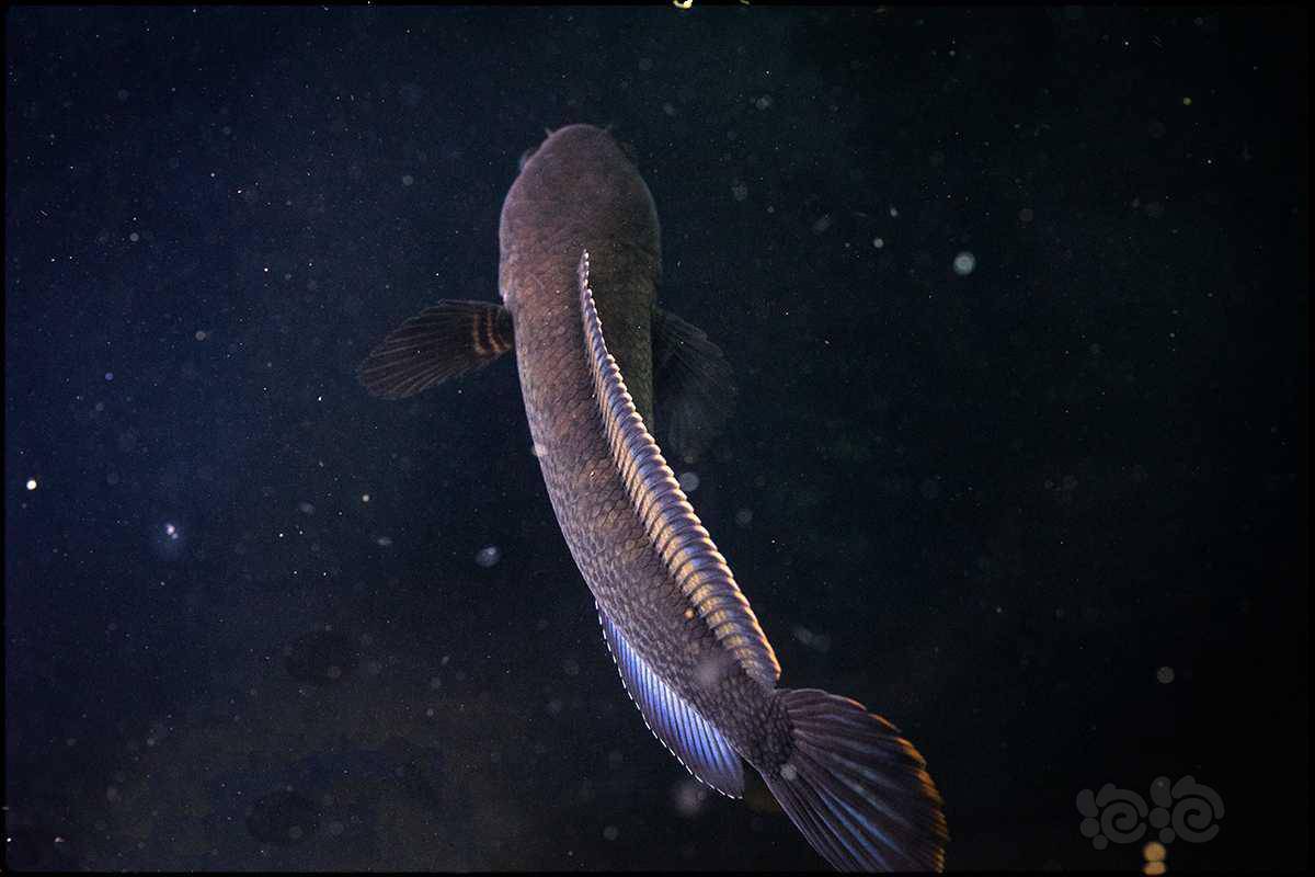 雷龙蓝宝石鬼王雷龙