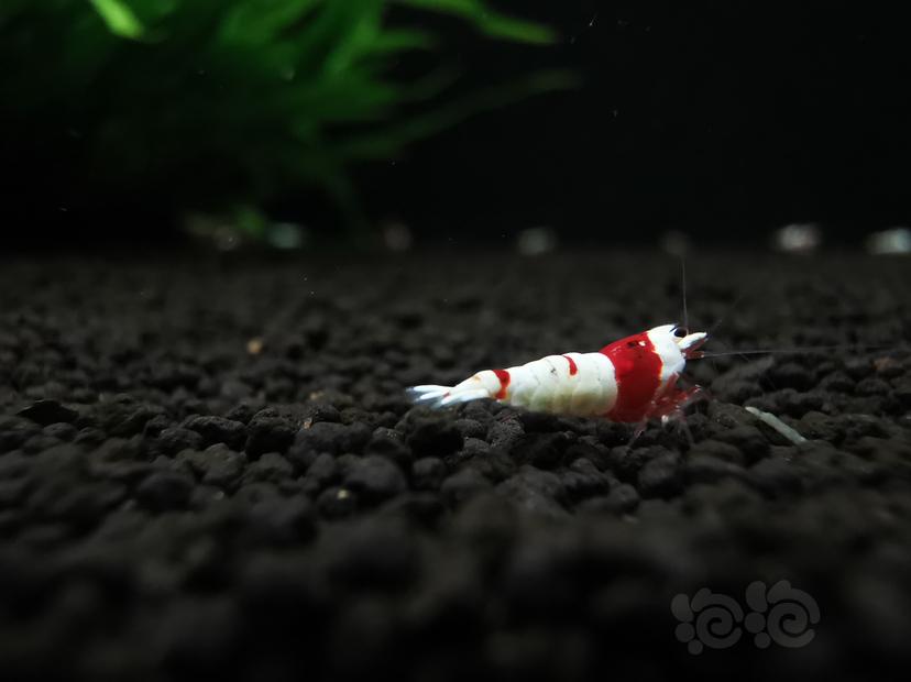 【虾】2020-05-23#RMB拍卖红白幼虾一组5只-图4