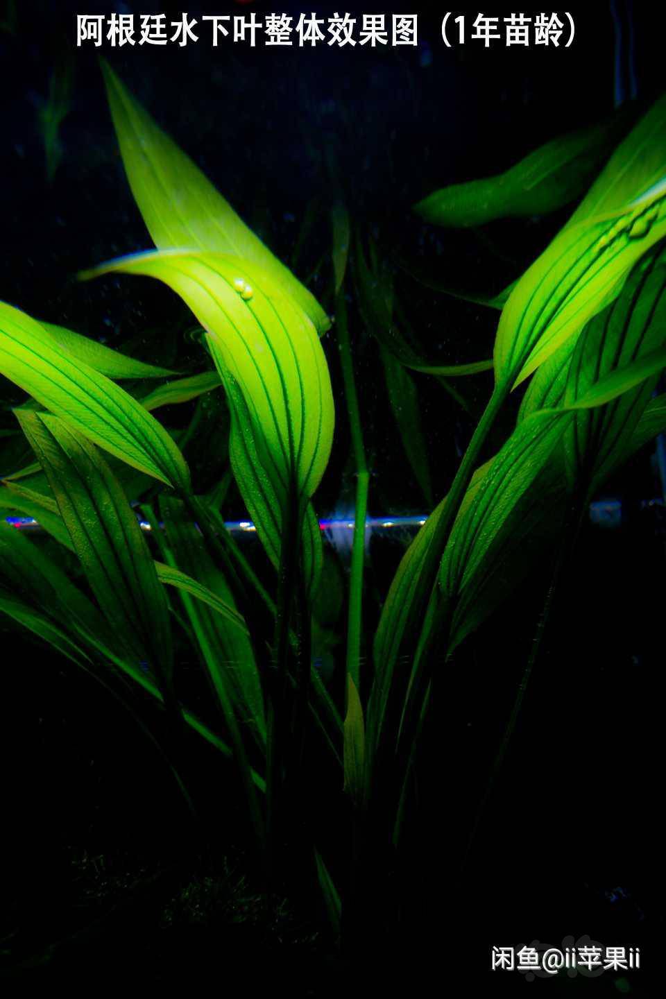 ada阿根廷皇冠限量珍藏版