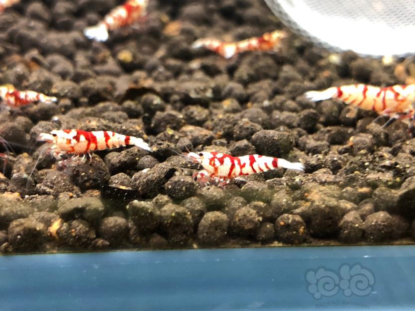 【虾】2020-05-06#RMB拍卖红花虎3只-图5