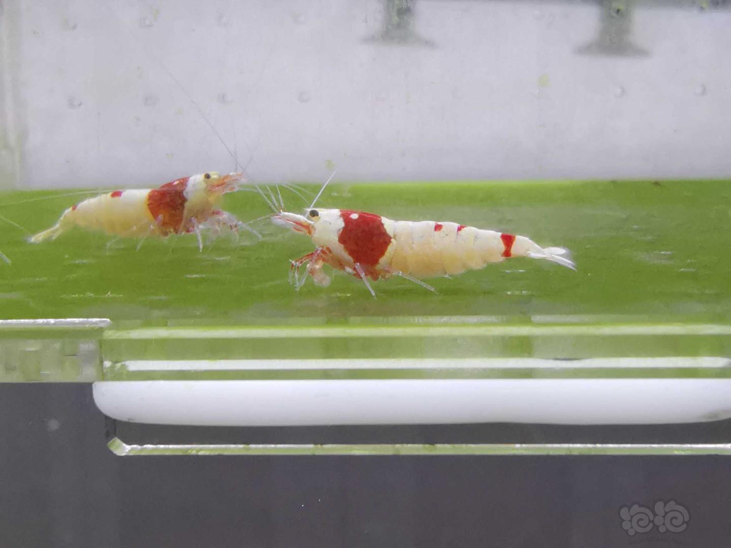 【虾】2020-05-19#RMB拍卖红白水晶虾06只-图4
