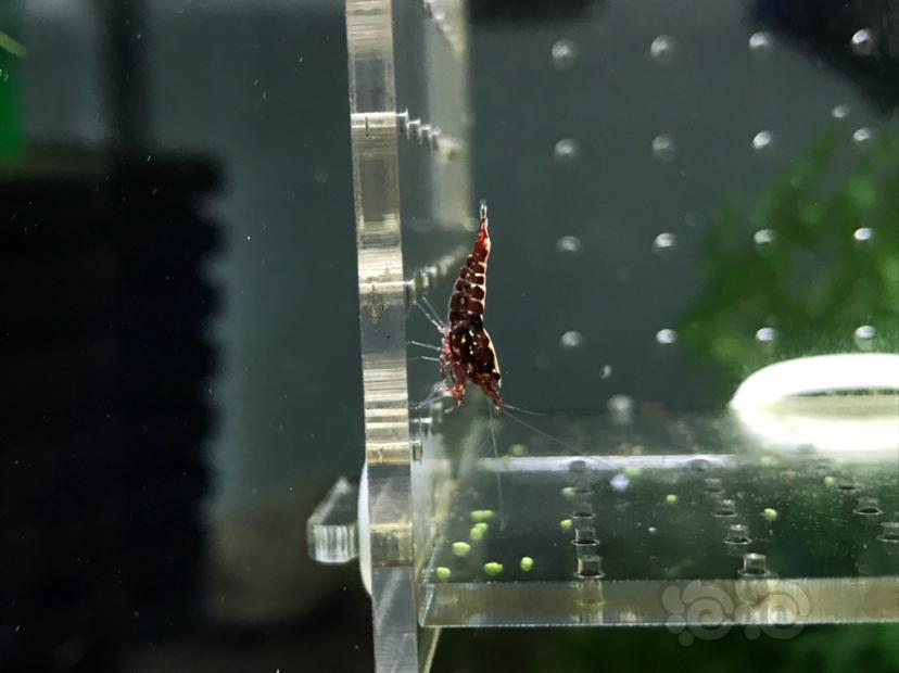 【虾】2020-05-22#RMB拍卖#红银河水晶虾一份2只-图2
