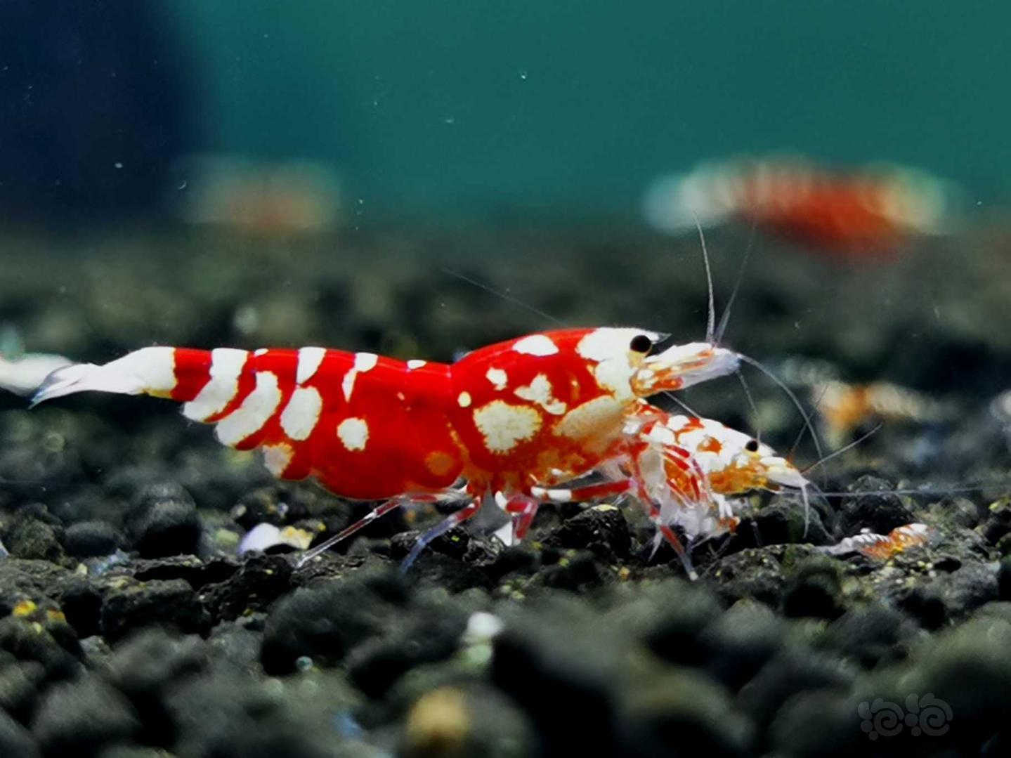 红花虎母虾一只-图2