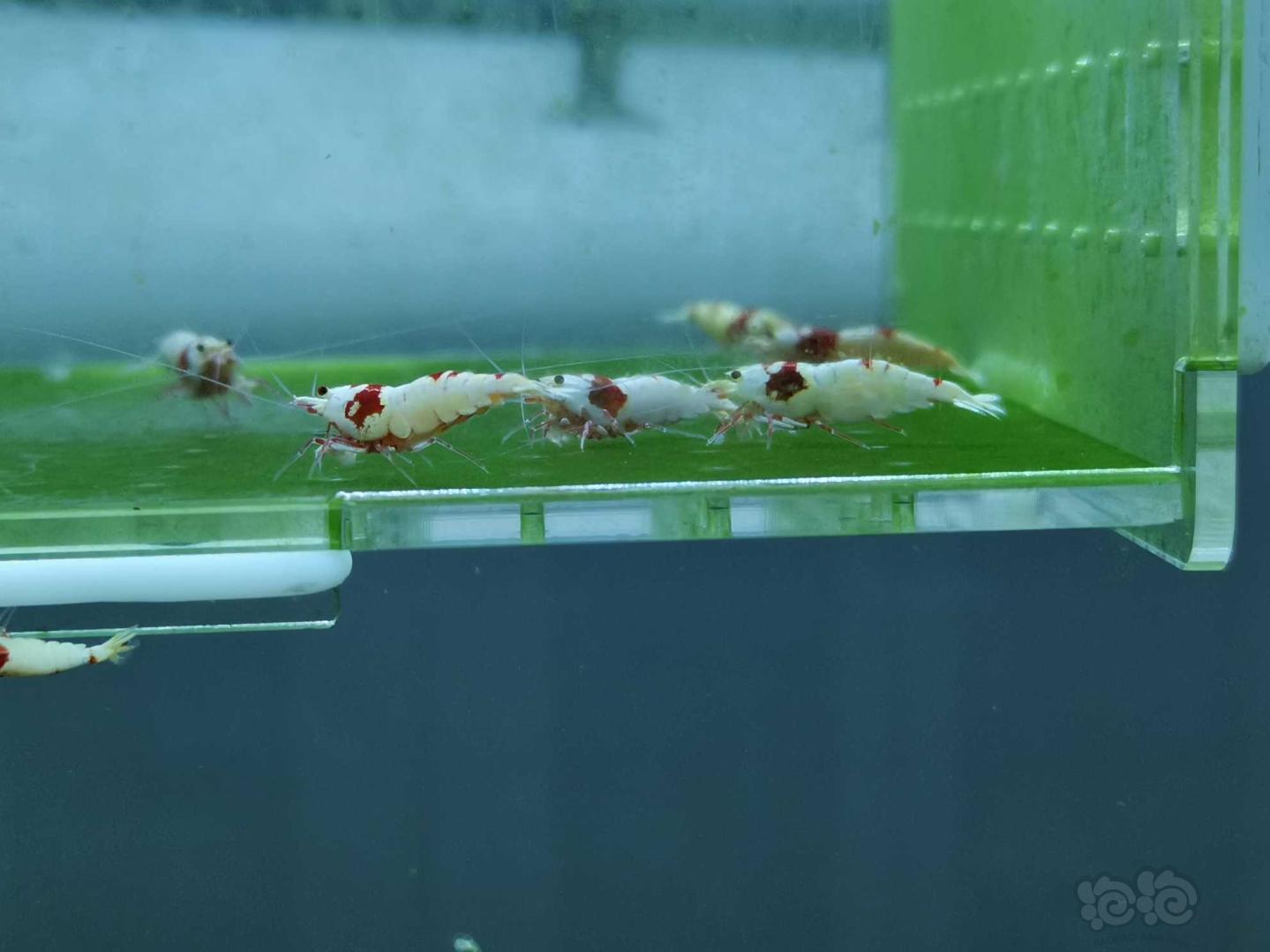 【虾】2020-05-17#RMB拍卖红白水晶虾08只-图5