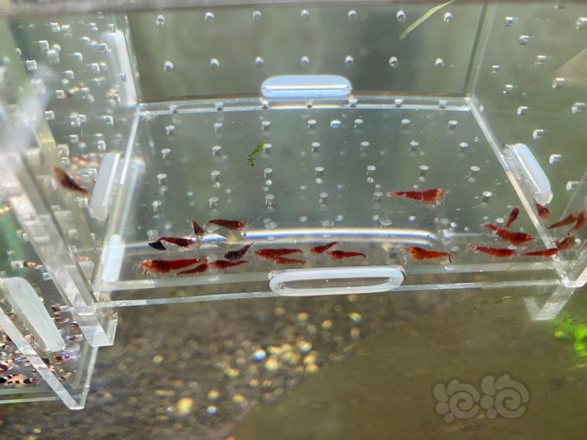 【虾】2020-5-10#RMB拍卖金眼全红0.4幼虾20个-图3