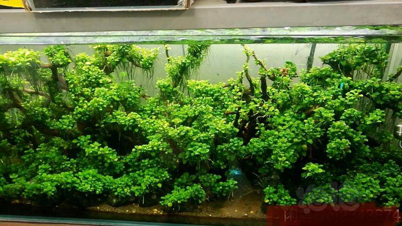 收集的几个个水榕造景图