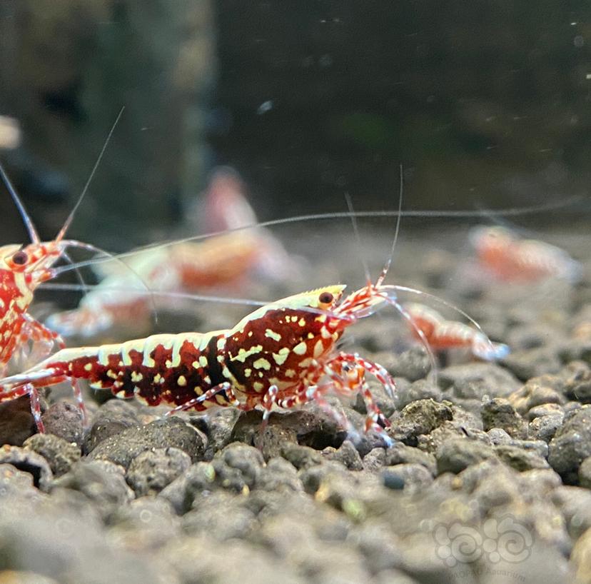 【虾】2020-05-21#RMB拍卖#红银河水晶虾一份2只-图2