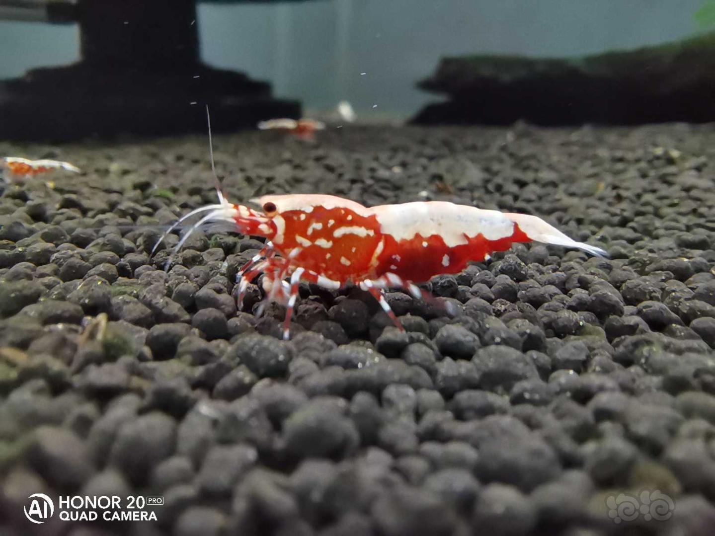 【虾】2020-5-11#RMB拍卖红银河蟒背一份5只-图4