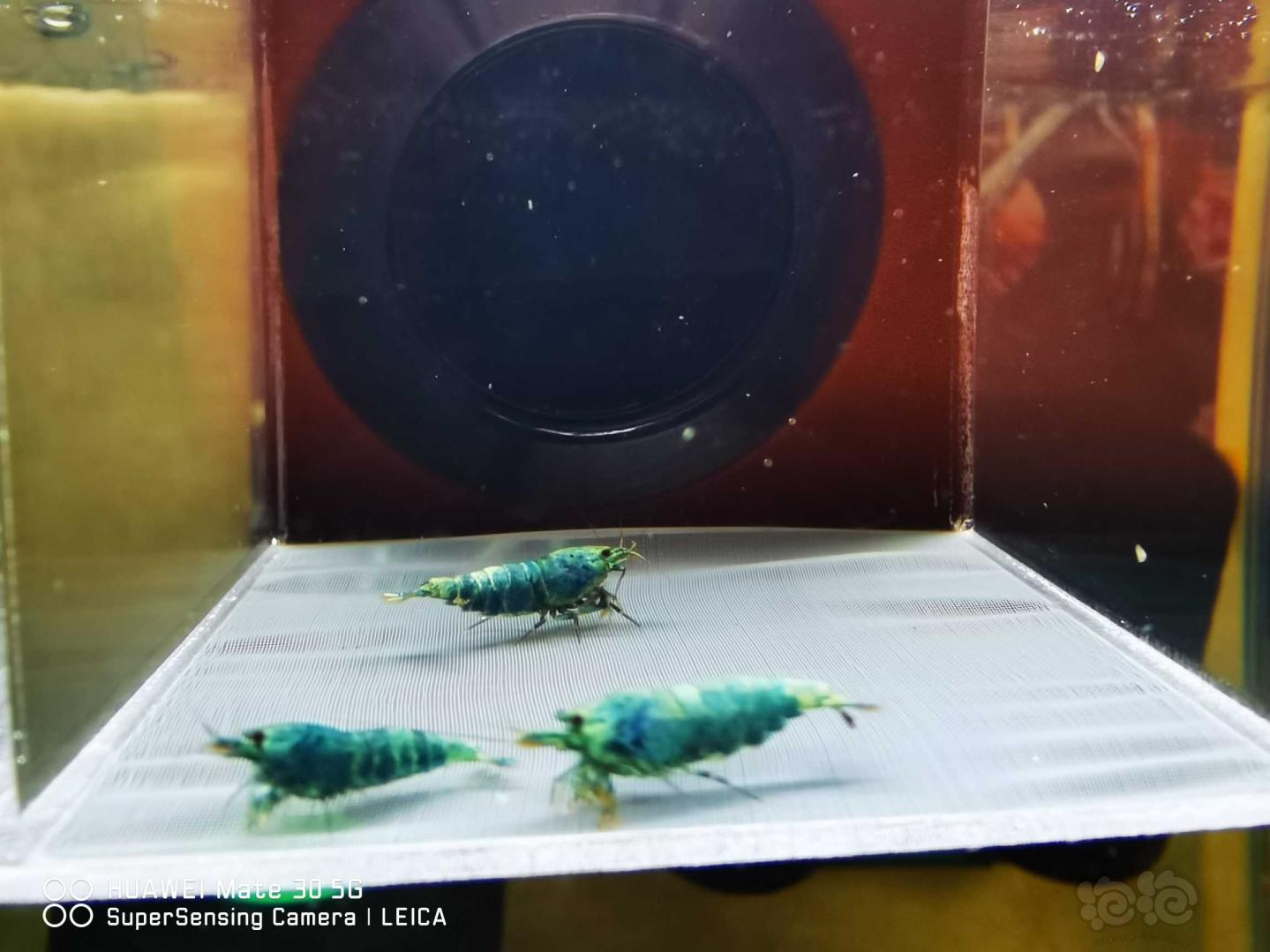 【虾】2020-05-13#RMB拍卖蓝虾一份，小繁殖组-图2