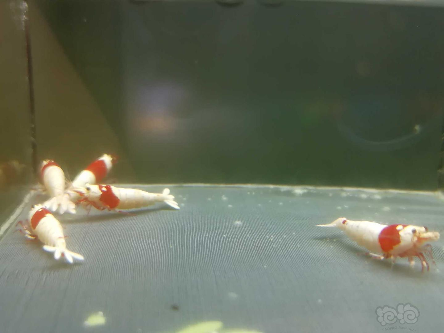 【虾】2020-05-18#RMB拍卖#红白纯血白躯水晶虾成虾一份5只-图5