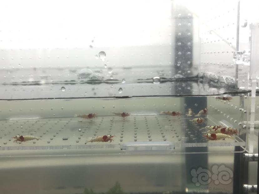 【虾】2020-05-19#RMB拍卖#红白水晶虾一份15只-图5
