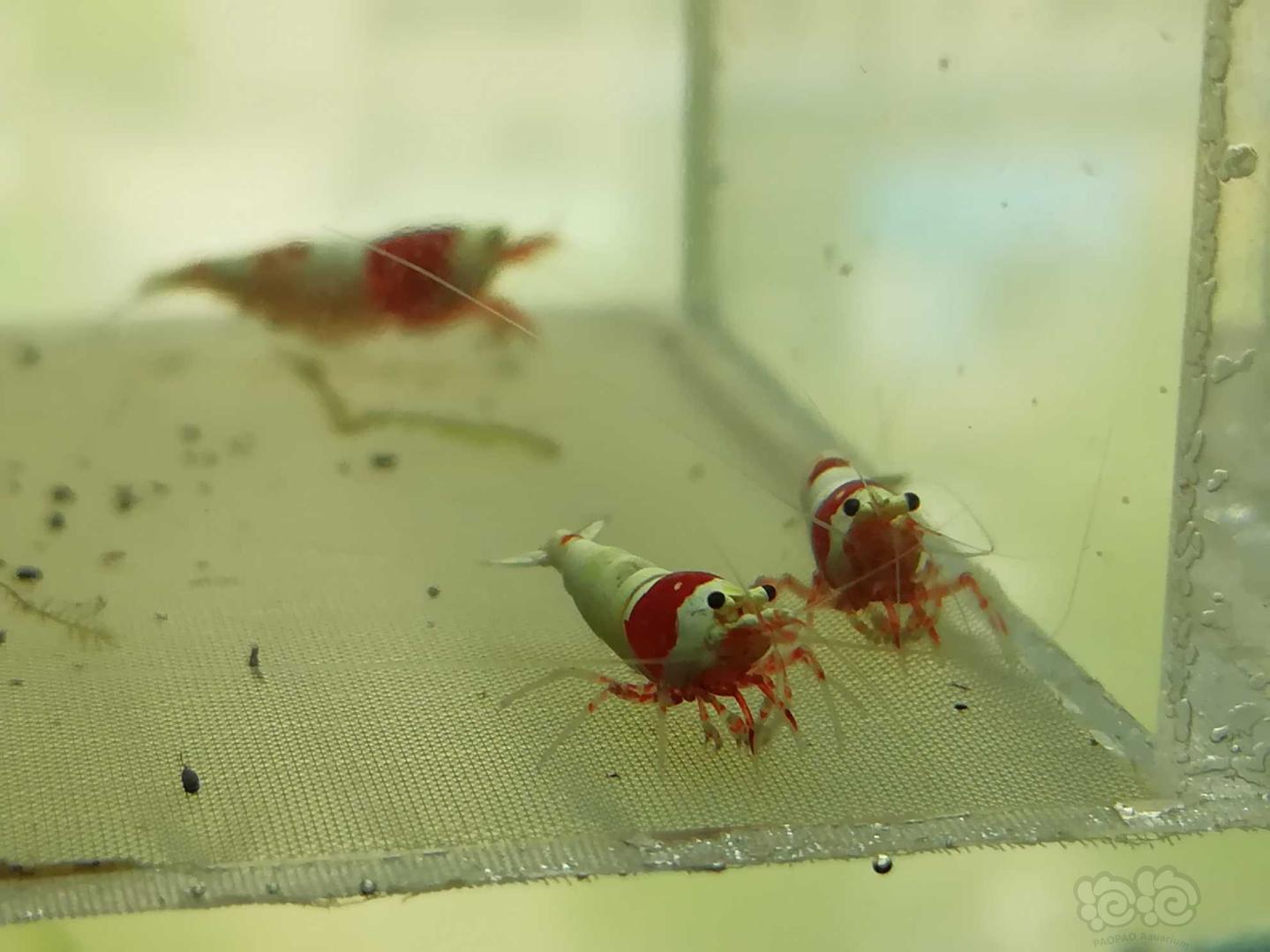 【虾】2019-05-17#RMB拍卖#红白纯血水晶虾一份7只-图6