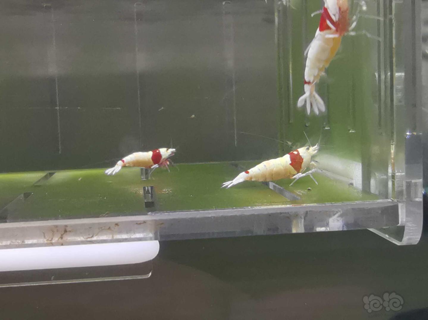 【虾】2020-05-14#RMB拍卖红白白躯水晶虾8只-图2