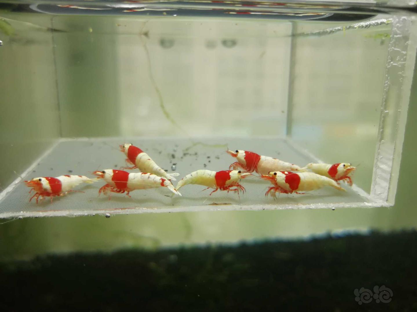 【虾】2019-05-17#RMB拍卖#红白纯血水晶虾一份7只-图5