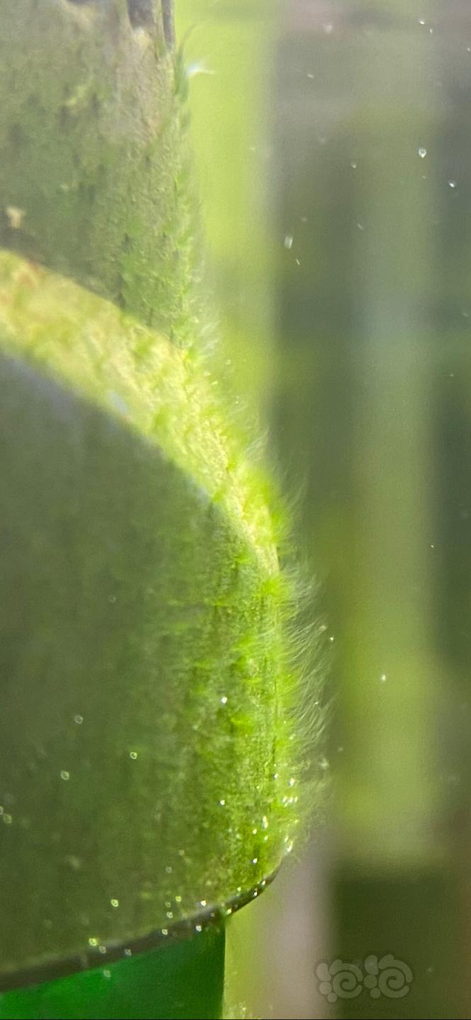 这是什么藻，是我期待的吗-图2