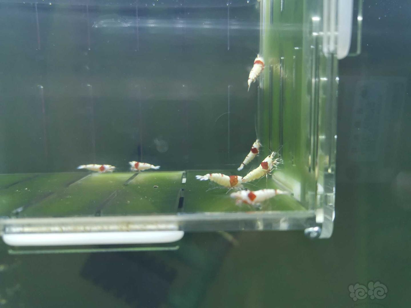 【虾】2020-05-15#RMB拍卖红白水晶虾12只-图4