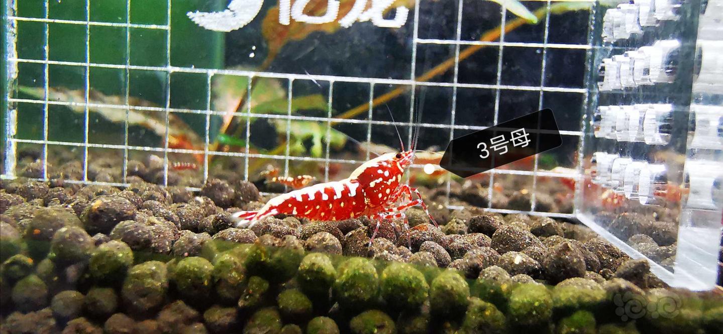 【虾】2020-5-6#RMB拍卖红银河星钻,一份5只-图3