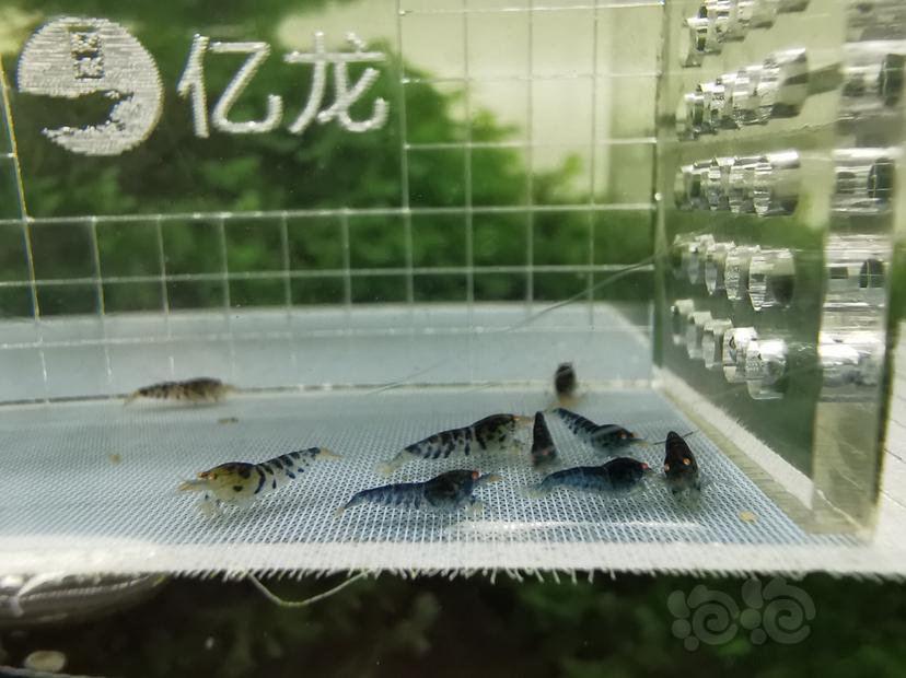 【虾】2020-05-09#RMB拍卖金眼虎纹虾10只-图6