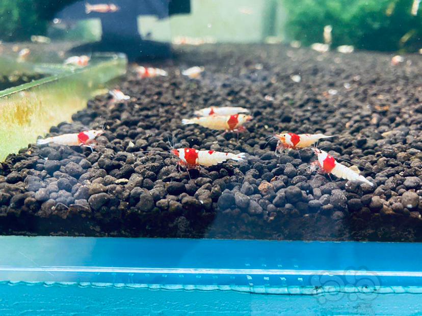 【虾】2020-05-28#RMB拍卖 纯血统红白10只-图3