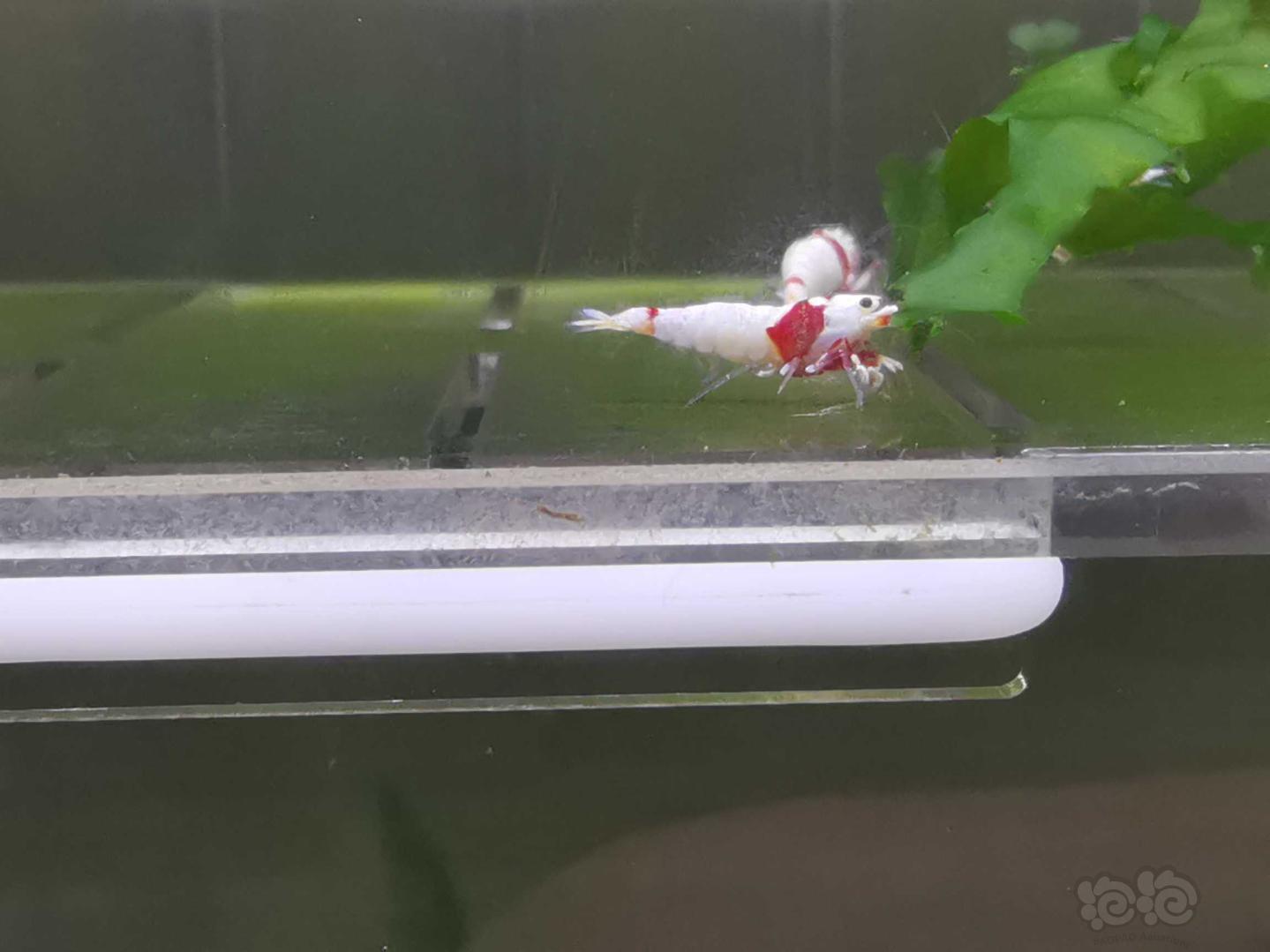 【虾】2020-05-14#RMB拍卖红白白躯水晶虾8只-图3