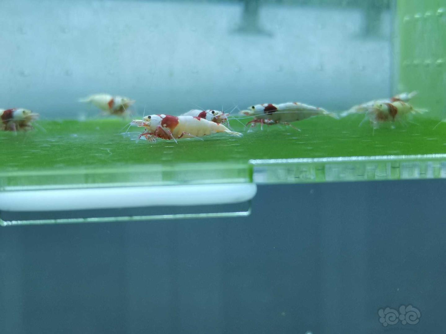 【虾】2020-05-17#RMB拍卖红白水晶虾08只-图4