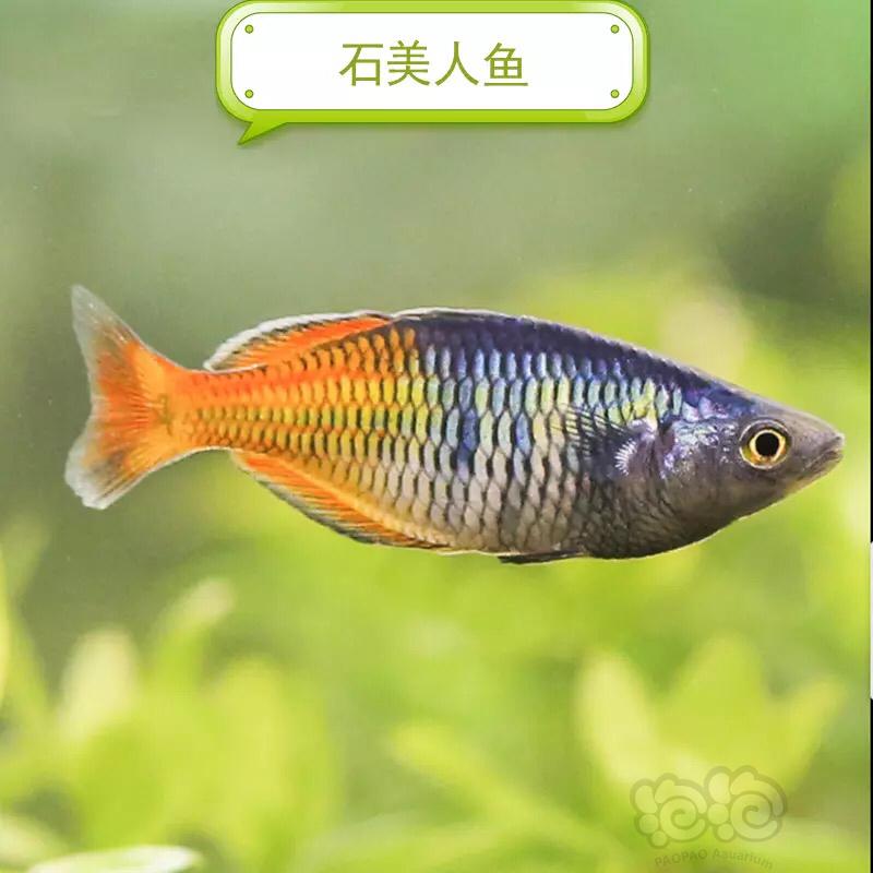 【热带鱼】石美人鱼全公-图2