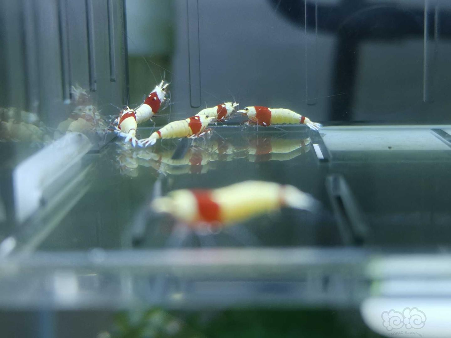 【虾】2020-05-20#RMB拍卖红白水晶虾11只-图1