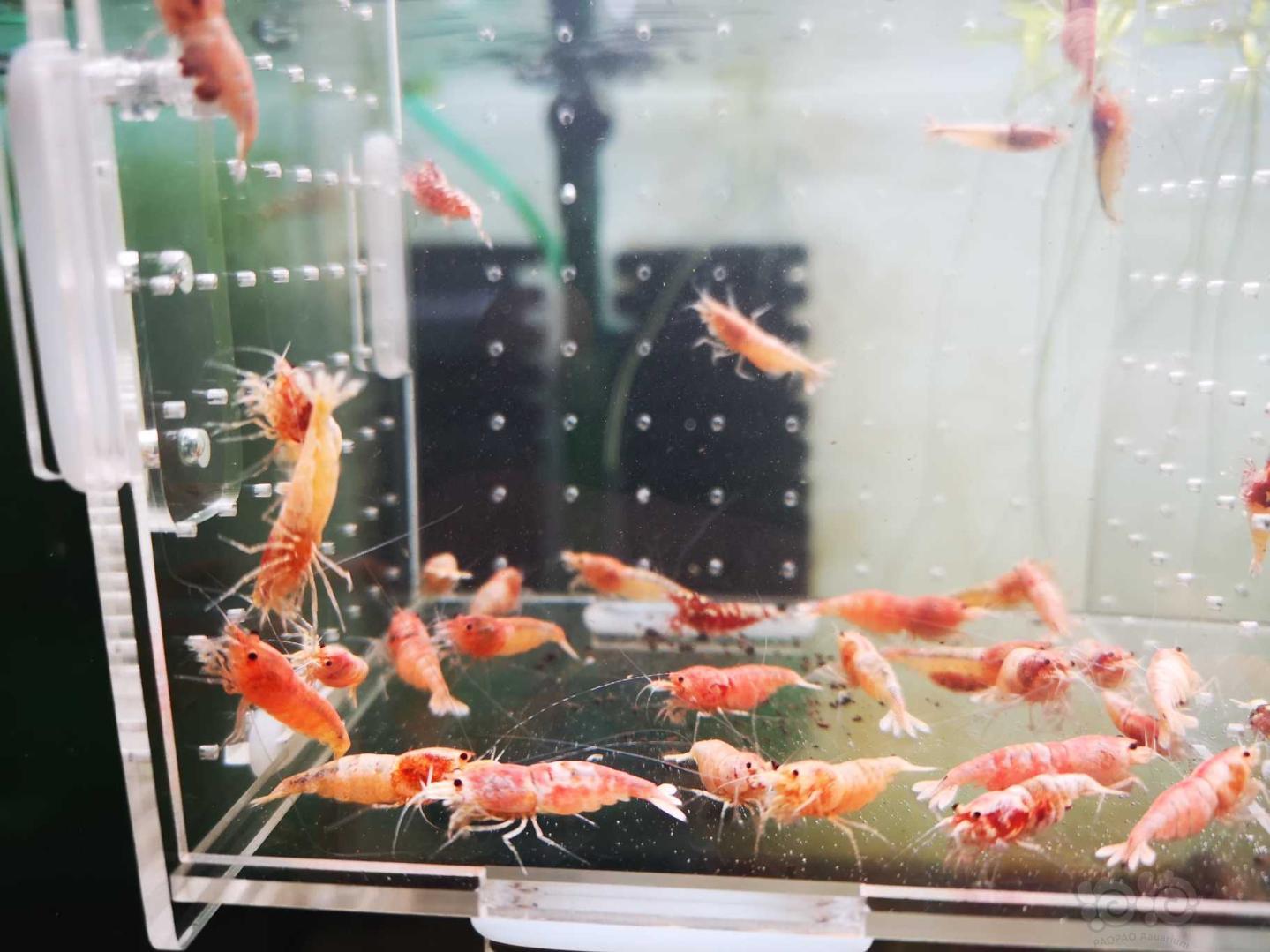 【虾】2020-5-26#RMB拍卖红银河白金母虾30只！-图9