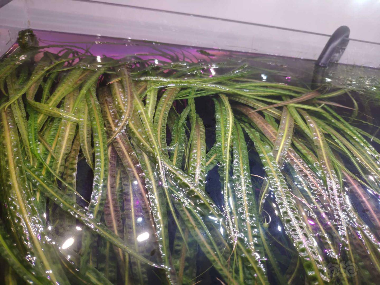 出青木蕨喷泉椒草迷你红太阳