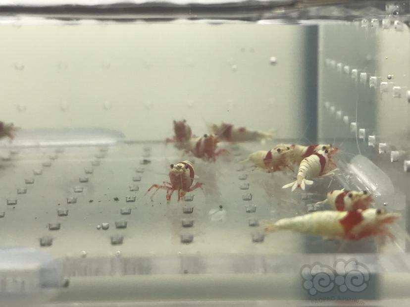 【虾】2020-05-19#RMB拍卖#红白水晶虾一份15只-图3