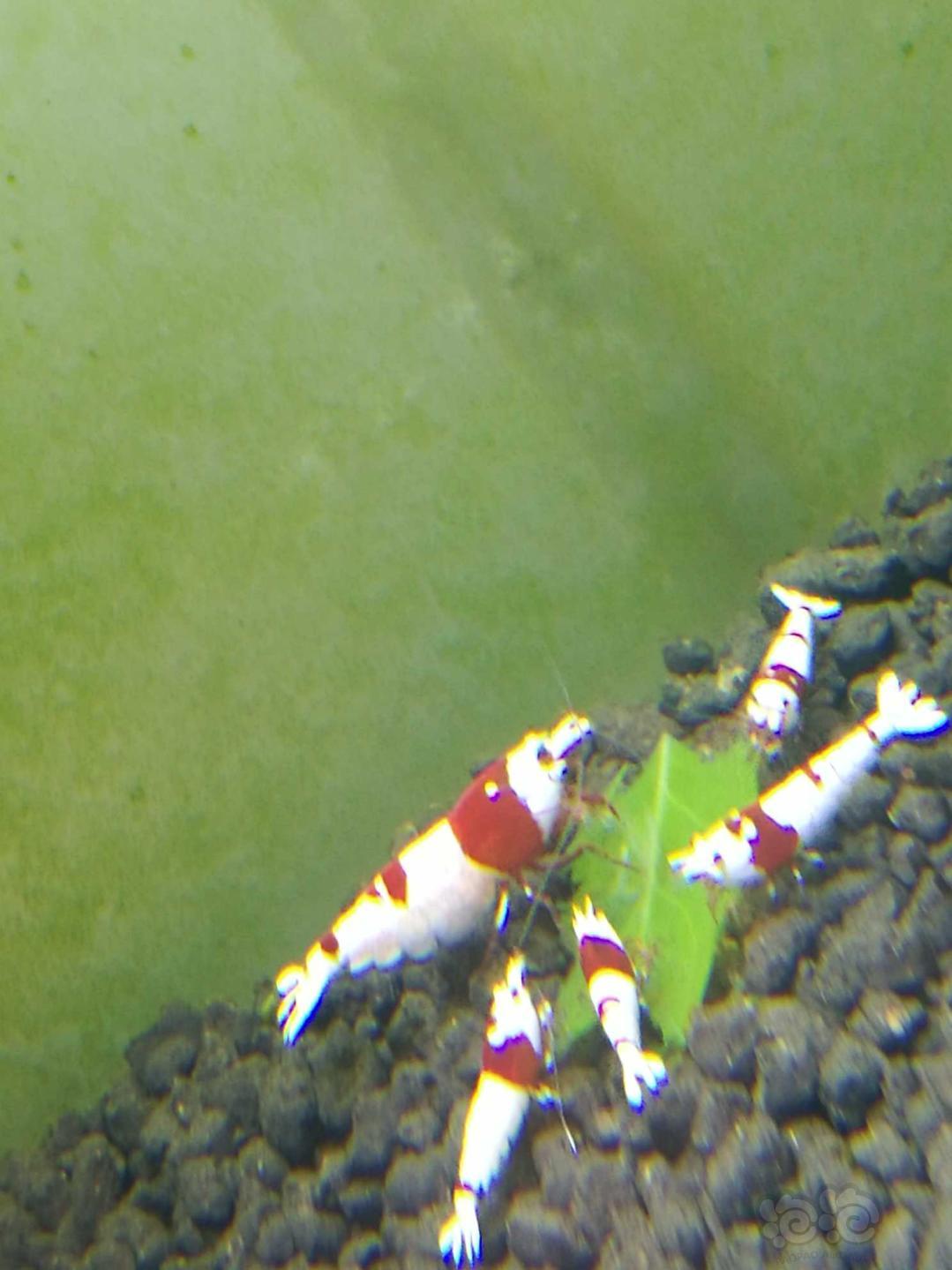 红白水晶虾脱白-图1
